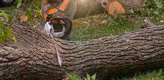 How Our Tree Care Process Works  in  Fort Hood, TX