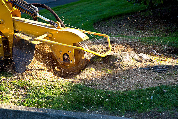 Best Tree Preservation Services  in Fort Hood, TX