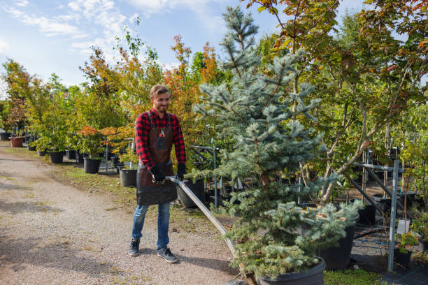 Trusted Fort Hood, TX Tree Services Experts